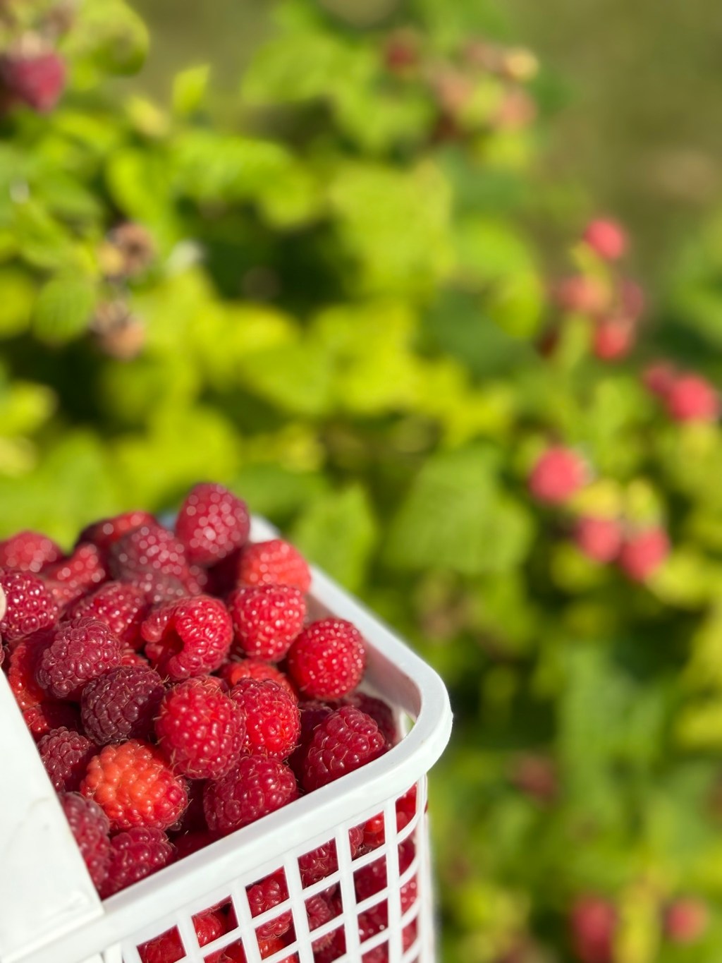 Taste the Rainbow: A Day of Fruits &&nbsp;Veggies!